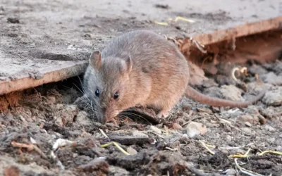 Ratos em áreas externas: por que o problema começa fora do imóvel