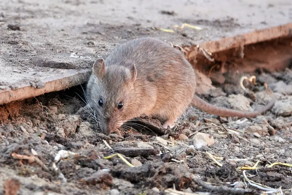 Ratos em áreas externas: por que o problema começa fora do imóvel