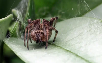 Aranhas venenosas: quais espécies exigem atenção técnica