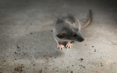 Ratos em condomínios verticais: pontos críticos de infestação