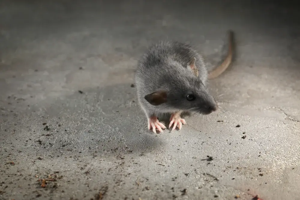 Ratos em condomínios verticais: pontos críticos de infestação Ratos em condomínios verticais: pontos críticos de infestação