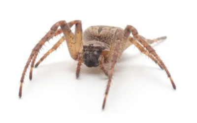 Aranhas em jardins e quintais: quando representam risco real
