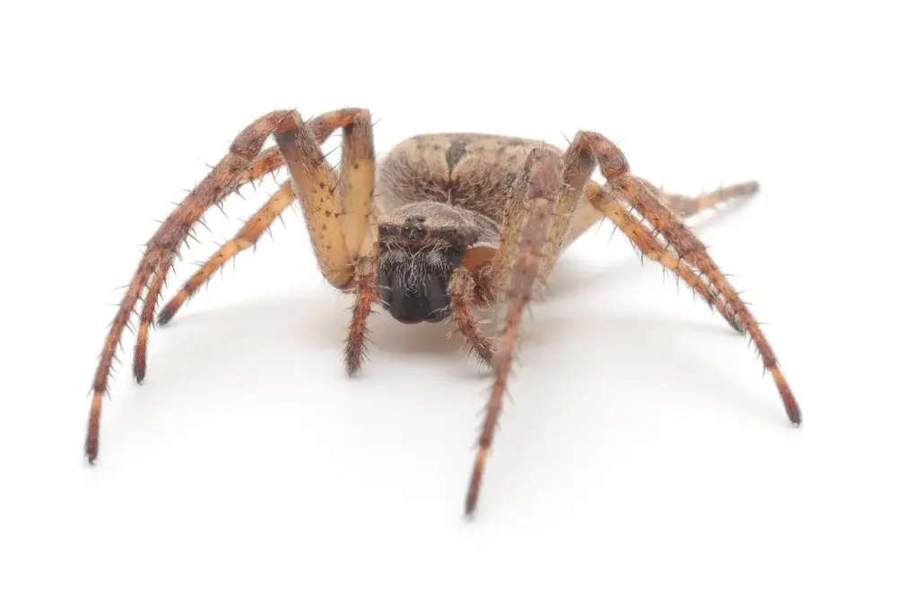 Aranhas em jardins e quintais: quando representam risco real