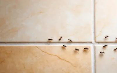 Formigas em áreas externas: como evitar migração para dentro do imóvel